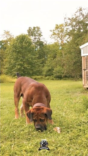 You’re Overfeeding Your Dog #feedingdogs #boerboels #boerboelmastiff