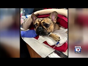 Miramar woman blames mobile groomer for dog’s heatstroke death