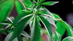 Vt. Cannabis Control Board issues more retail cultivation licenses