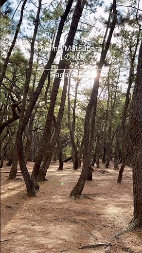 📍 虹の松原【佐賀】海岸線に沿って広がる美しい松林。日本三大松原の一つで、自然の壮大さを感じられる名所。#旅行 #観光 #松原 #佐賀 #japan