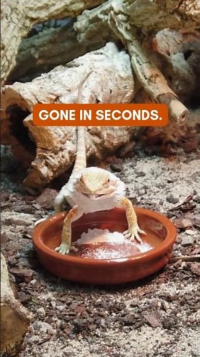 Bearded Dragon Eating Cricket 🦎 | Funny Reptile Short