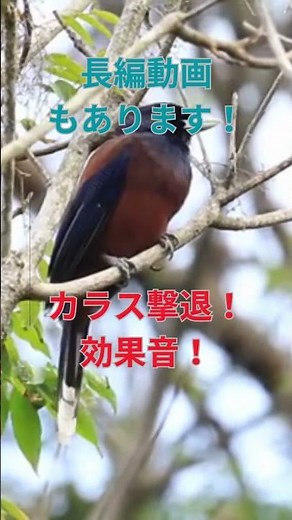 「カラス撃退！効果音で簡単対策【長編動画あり】」 #カラス撃退 #birds #カラス対策