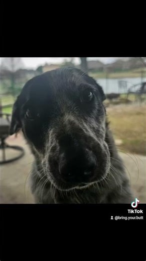 That's just my baby doggie 🥹