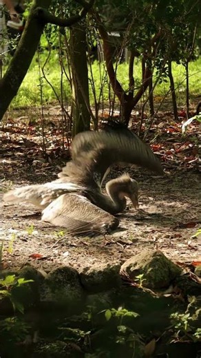 This scared me! Pelican chick having seizure—full story in description