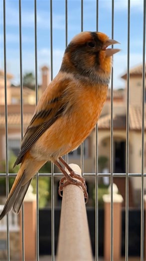 13K views · 871 reactions | The vibrant colors of a Red Agate Mosaic Canary stand out against the sunny horizon ​#RedAgateCanary #CanarioAgata #BirdPhotography #Canary #Birds #Nature #Wildlife #BirdWatching | Ranger Canary | Facebook