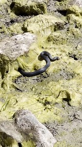 1.5M views · 126 shares | Through the combination of La Niña and last year’s bushfires you might see more reptiles around Namadgi than usual. 年 Keep your eyes open for goannas, lizards and especially snakes.  Make sure to give them space.  Ricardo Mendonça | ACT Parks and Conservation Service | Facebook