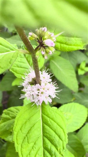 日本ハッカの花咲きました|植物時間