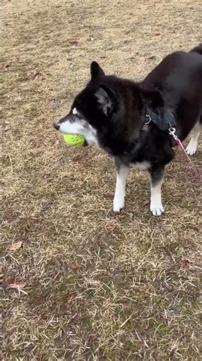 IMG 2944 It's fun to run with my dad