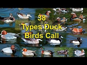 38 Types Duck Birds Call Sound