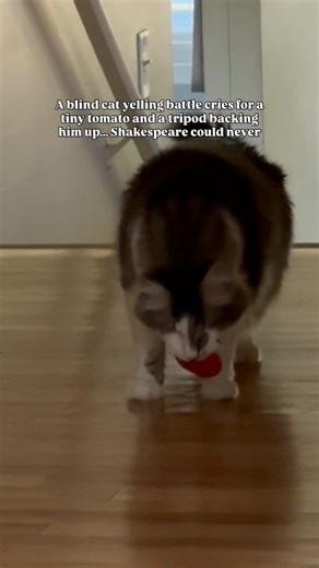 Archie calls him to play every day in this hallway, and he’s usually waking Bernie up from his after breakfast nap so it takes him a moment to come around, but Archie doesn’t mind waiting. I adore these moments 🥰 and I think I need to install a HD hallway camera to better capture it! #blindcat #tripodcat #blindcatsofinstagram #tripod #threeleggedcat #bestfriends #wholesome #meow #catsdaily #catsofinstgram #catsoffacebook | The Blind Cat House