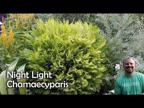 Night Light Chamaecyparis