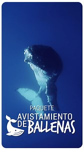 16 reactions | ✨¡Desde $5,668mxn por persona disfruta este paquete por 3 noches, incluye desayuno buffet y el tour de avistamiento de Ballenas! ✨Tenemos la ubicación perfecta para que planifiques tu visita a #LosCabos // Verifica con tu tarjeta a meses sin intereses!!! RESERVA ahora y VIAJA antes de abril 624 173 9336  https://bit.ly/WhaleWatching_TLC-2024 | Hotel Tesoro Los Cabos | Facebook
