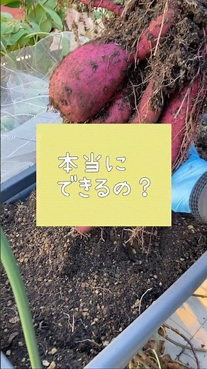 【本当？】プランターでさつまいも栽培#shorts#家庭菜園