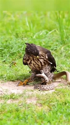 clip-4010111921-powerful-bald-eagle-attacks-snake-dramatic-wildlife