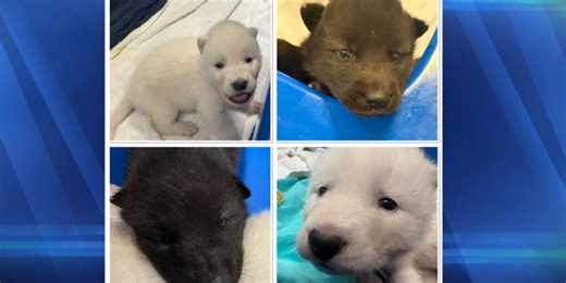 Bramble Park Zoo welcomes gray wolf pups