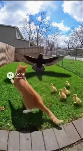 Security Cam Captures Orange Cat Jumping In to Save Ducklings From a Diving Hawk