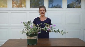 Planting Bougainvillea in Pots: Key Things To Know (2025 Guide)