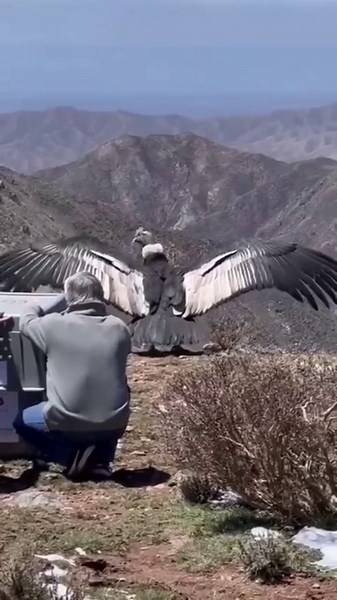 16M views · 384K reactions |  LIBERARON A UN CONDOR LUEGO DE TRATARLO POR INTOXICACIÓN EN MENDOZA 礪 Un Cóndor Andino macho que fue divisado por andinistas en septiembre en mal estado de salud fue rescatado y, luego de transitar por un proceso de rehabilitación, fue liberado a su hábitat natural en el Parque Provincial Cordón del Plata. | FM HITS | Facebook