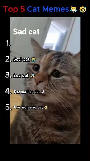 The FUNNIEST Cat Meme Compilation! Must Watch! 😂🐈