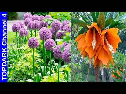 10 Bulbous plants that bloom in spring