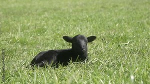 A newborn lamb with a black coat lies on the green grass in a pasture and chews something with his eyes closed with pleasure. Livestock in their natural habitat. Sheep farming in agriculture.