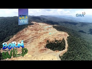 Born to be Wild: Pagkaubos ng puno sa kagubatan, tututukan ng 'Born To Be Wild'