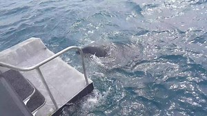 A pod of 10 orca including two young calves have been spotted off Akaroa Harbour. This is the first reported sighting of orca off the coast of the South Island this month. (Black Cat Cruises) | Chris Lynch