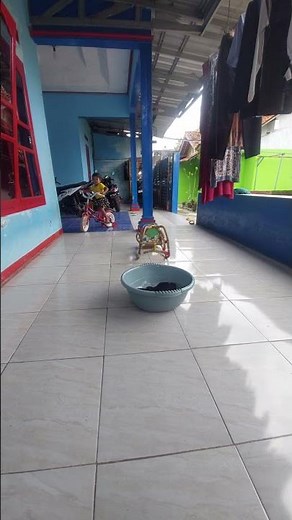 adek gendis bermain sepeda..ngga mau di vidio endingnya nabrak..#shorts #bermainsepeda #trending