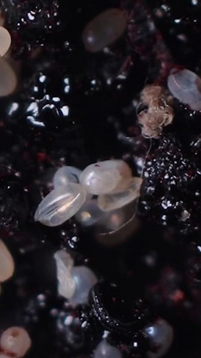 Fleas - from egg to adult!