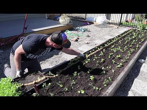 Planting Paper Pots by Hand