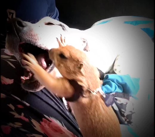 snoop snicker dog on TikTok