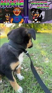 Everyone, This Is Nixie 🐾 The Tiny Pup With Main Character Energy