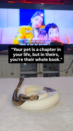458 reactions · 7 comments | ✨Follow Gizmo for more cuteness ✨ #snakes #reptiles #funny #funnyanimals #cuteanimals #cute #python #snakeshed #herpetology #reptile#snake #instasnake #instareptile #snakesofinstagram #serpent #serpiente #serpientes #serpenti #serpente#serpentes #schlange #foryou #fyp | Veronica Robles - Gizmo Account | Facebook