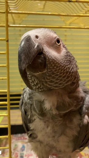 Watch me help this Congo African grey parrot feel a little more healthy and happy! I am trimming and reshaping her overgrown beak. If your pet parrot has this kind of issue, please seek the advice of an avian vet. Please do not shame the owner, this bird is getting the help she needs to feel better 💚#parrotsoftiktok #petbirds #exoticpetcare #beaktrim