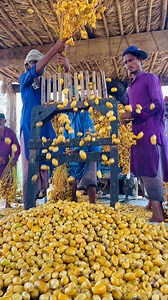 Traditional Dates Processing | Chohara Kesy Banta Hai | How To Make Dates #superfood #healthysnack #datesprocessing #gift #nature #love #pakistan #sindh #khairpur #naturelove #music #sound #asthestic #dates #palms #tree #khajoor | Village Hut