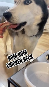 49K views · 925 reactions | asmr dog eats chicken neck #cutedog #husky #doglife #huskylove #happydog | The Husky Moon | Facebook