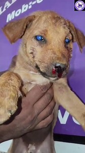 Attack By Large Dogs. A Small Puppy's Fight for Survival🐾💕