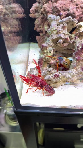 🦐 Peacock Mantis Shrimp: Nature’s Tiny Titan | Peacock Aquatics