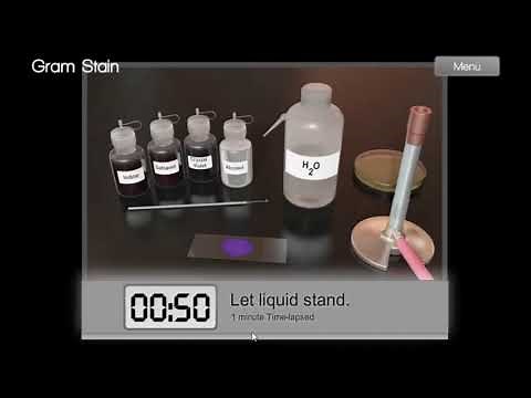 The First Step In Bacterial Identification: The Gram Stain - Virtual Lab