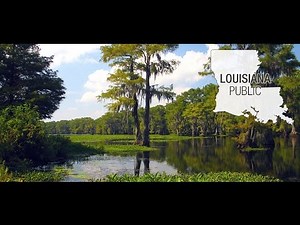 Audio - Loggy Bayou WMA - Sep 19-23, 2016