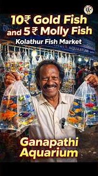 😱 5₹ Molly Fish & 10₹ Goldfish in Chennai!? Kolathur Fish Market Secrets Revealed! 🐟🔥 | #fishtank