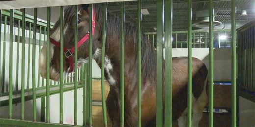 Michigan Horse Expo kicks off at MSU this weekend