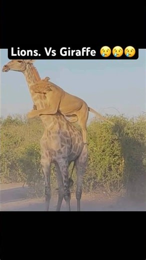 Lions vs Giraffes 😢😢😢