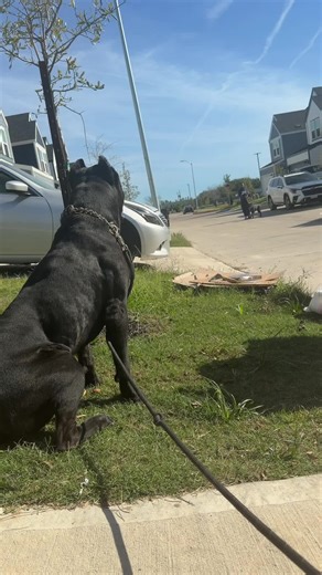 Understanding Dog Behavior During Heat Cycles