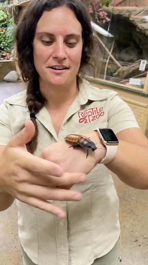 The Reptile Zoo on Instagram: "This Hissing Cockroach 荒 hisses so loud it’s wild!  A great defense of your out in the wilderness of Madagascar  • • • #wildlife #big #insects #insect #bug #bugs #bugsofinstagram #nature #animals #animal #zoo #zoolife #crazy"