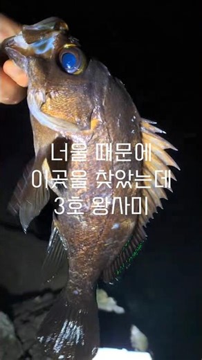 영덕 축산항방파제 "왕사미" 던질찌 볼락낚시 (해양체험장 왼쪽 초소방향 큰 갯바위)