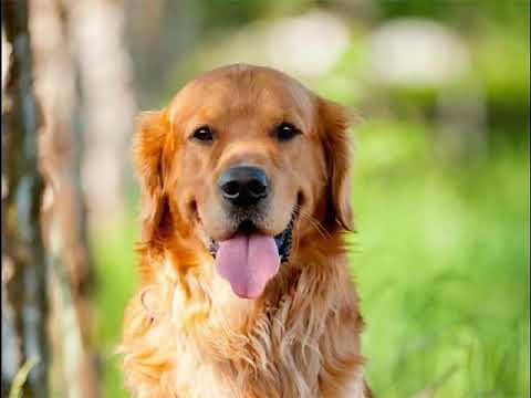 🐶8 HORAS DE MÚSICA PARA TU PERRO 🐶 | RELAX CANINO | ¡¡➡FUNCIONA⬅!!