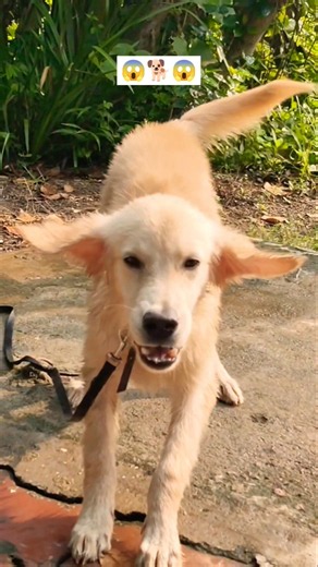 Barking Dog Puppy Sound 🐕😱 | dog barking sound video 🐕😱 | #shorts #viral #shortvideo #dog #puppy