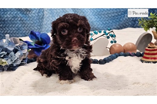 Bennett - Havapoo Puppy 74A37D