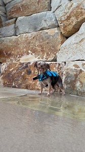 POV ride the water slide with Bennett! 💦 #yorkie #waterslide #water #swimming #dog | The Utah Yorkies